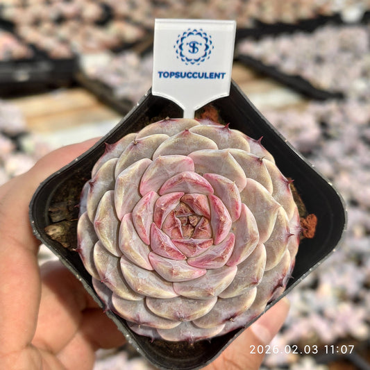 25602 Echeveria Purple Granada (6.5cm pot size)