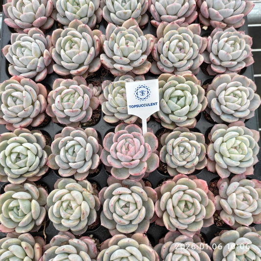 24418 Echeveria Werther (5cm pot size)