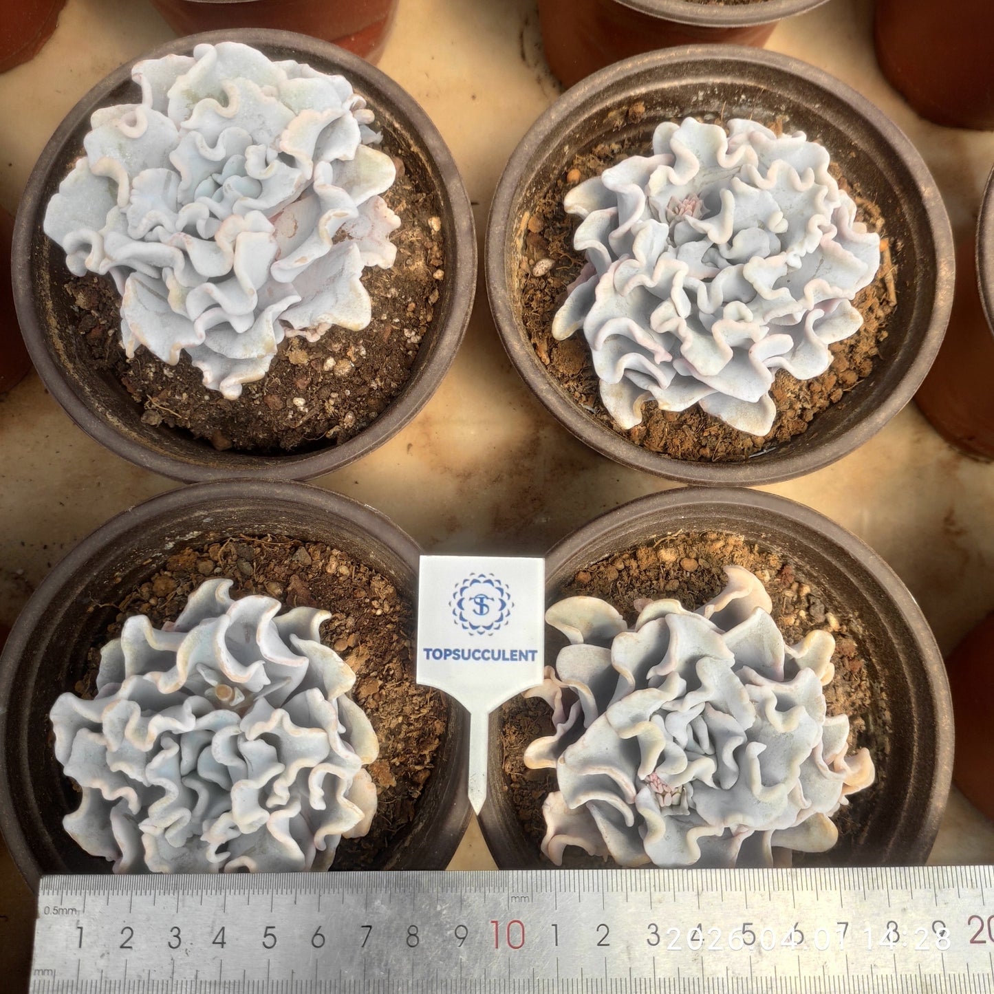 19358 Echeveria Crispate Beauty (12cm pot size)