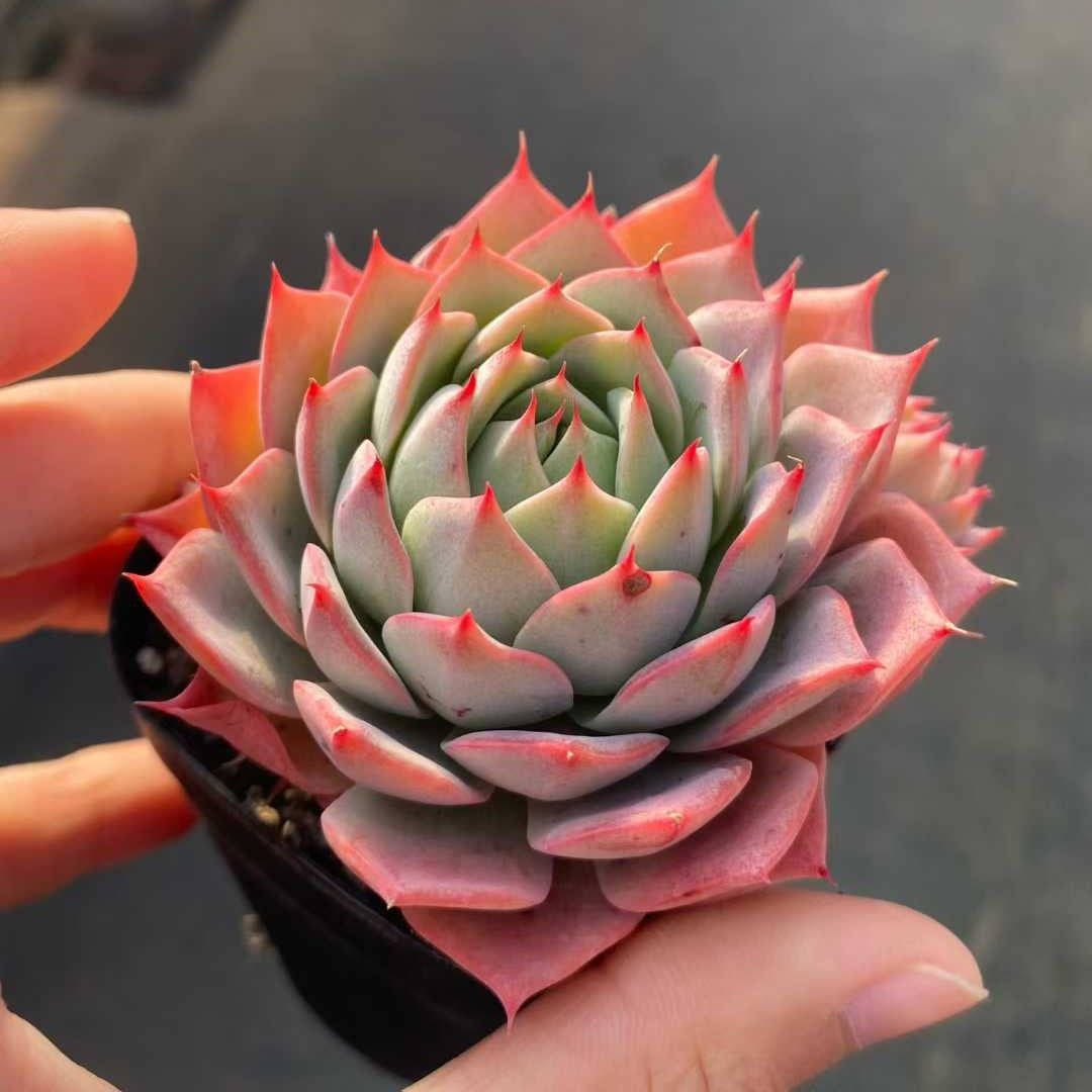 20712 Echeveria Lyndsiana (6.3cm pot size)