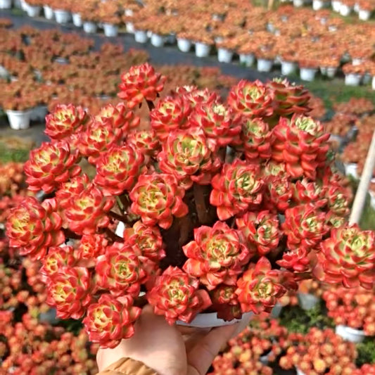 23563 Echeveria Letizia Variegated (16cm pot size)