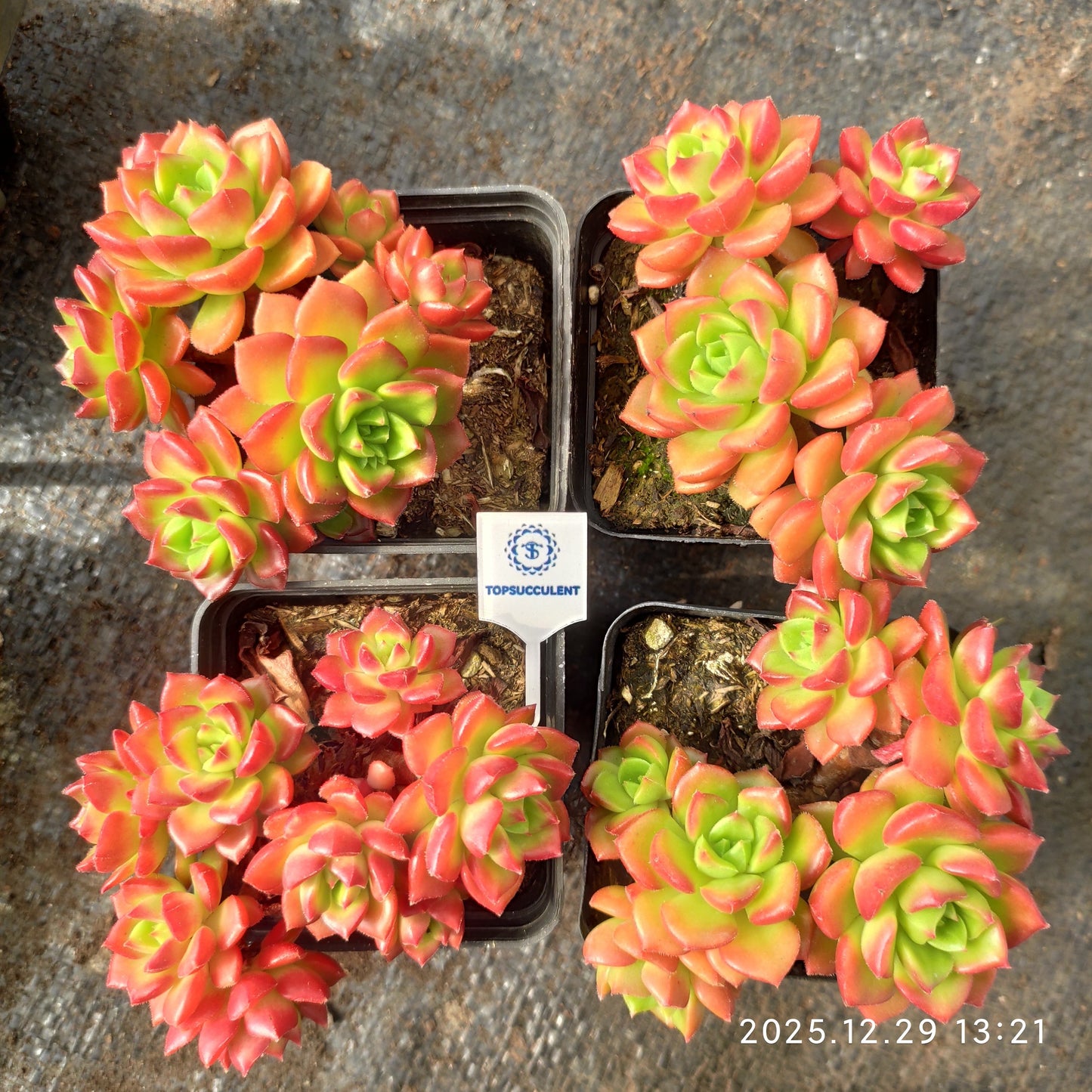 24090 Echeveria Letizia (7cm pot size)