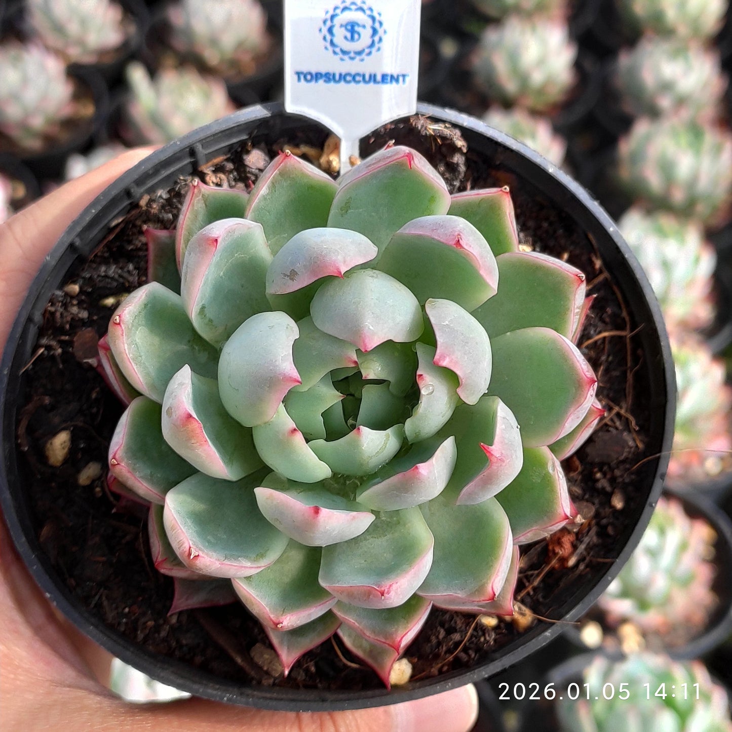 4150 Echeveria Pink Memory (10cm pot size)