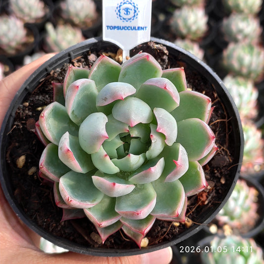 4150 Echeveria Pink Memory (10cm pot size)