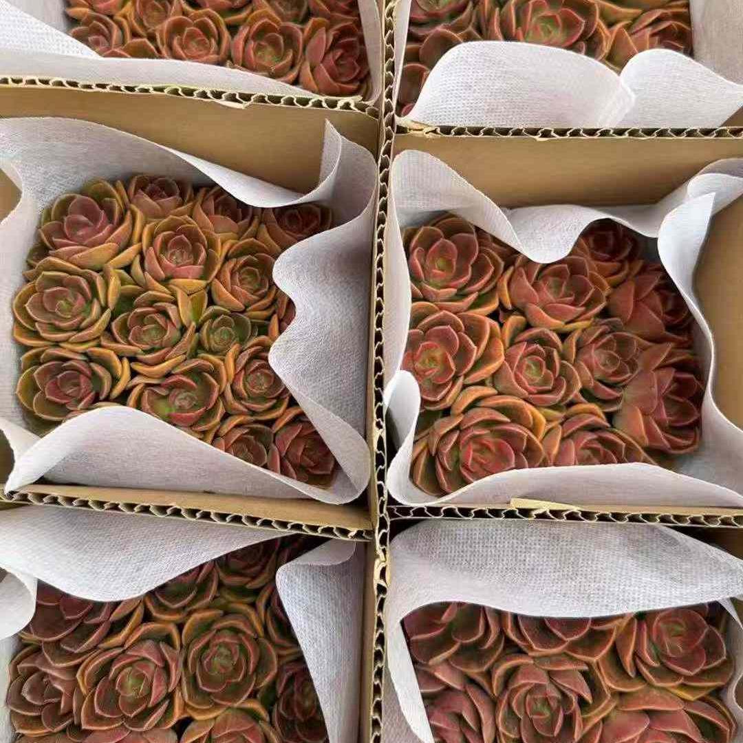 23399 Echeveria Chocolate (12cm pot size)