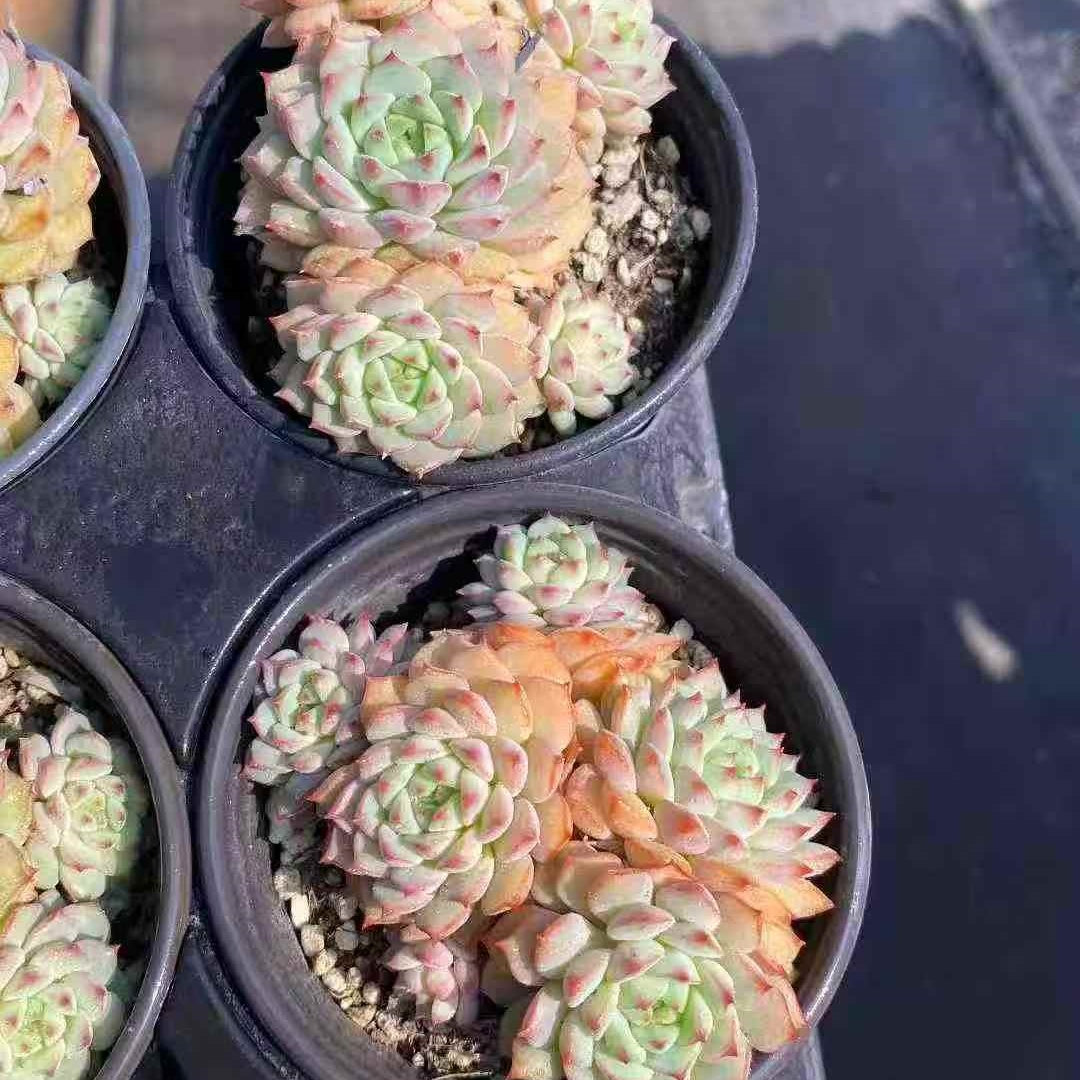 24971 Echeveria Rose Lily (9cm pot size)