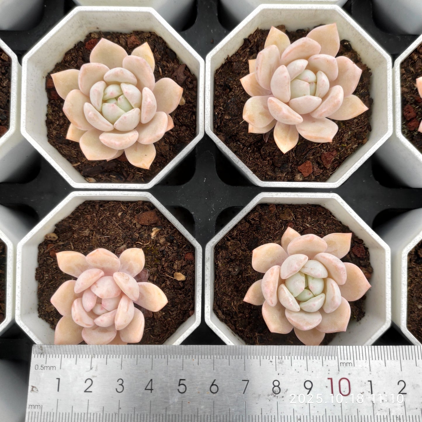 19072 Echeveria Dream Snow (7cm pot size)