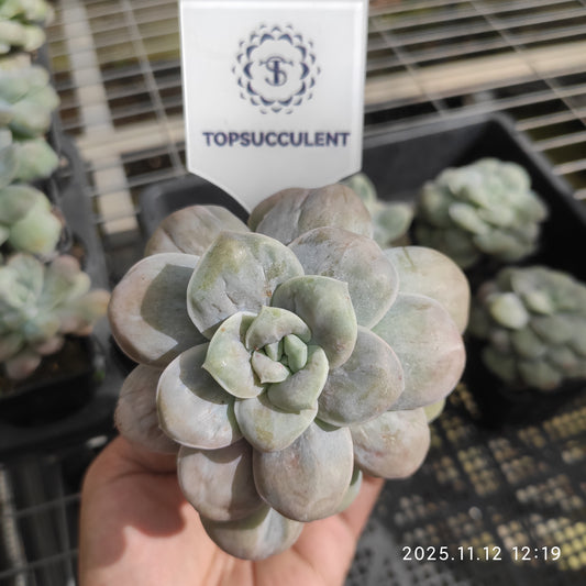 22516 Echeveria Mountain Flower (7cm pot size)