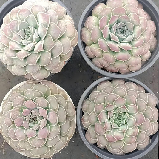 25791 Echeveria Gilo Drops (11cm pot size)