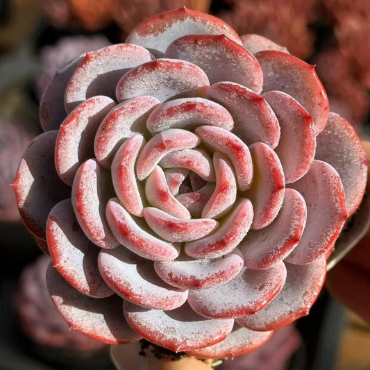 23016 Echeveria Youth Tea (7cm pot size)