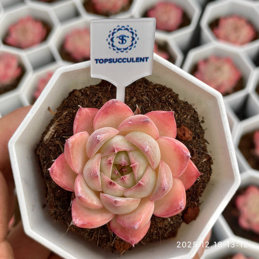 15272 Echeveria Pink Crystal Rose (7cm pot size)
