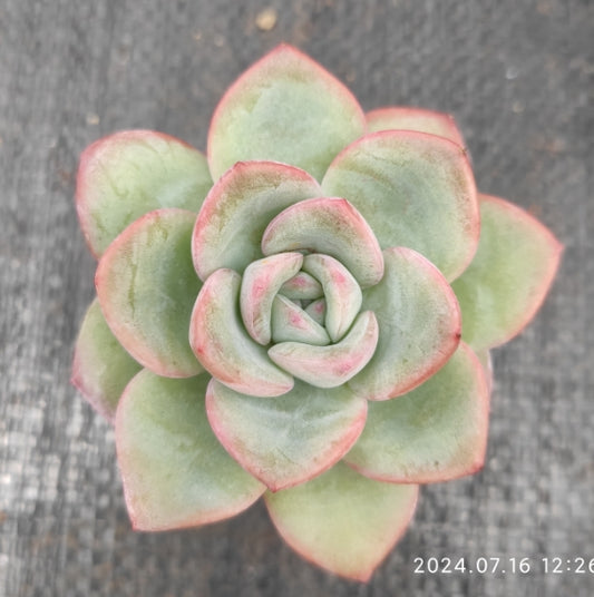 MMT470 Echeveria Amabille