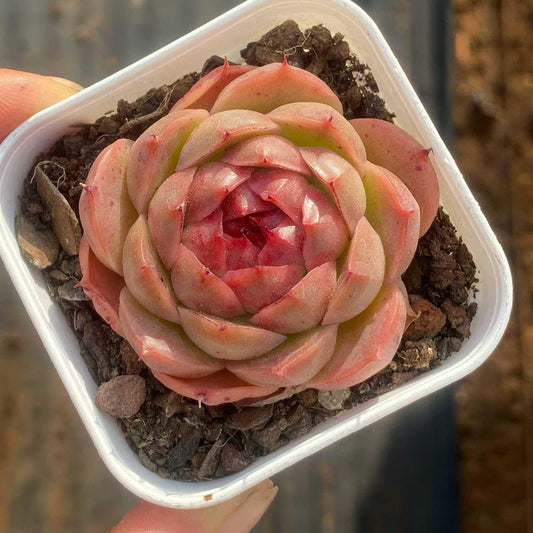 361085 Echeveria Moon Goddess (6.5cm pot size)