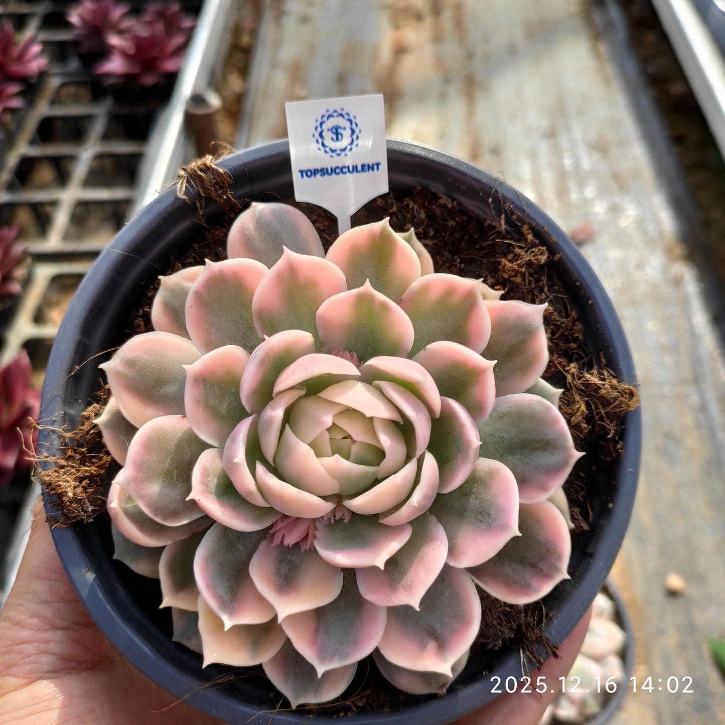 20167 Echeveria Onslow Variegated (12cm pot size)