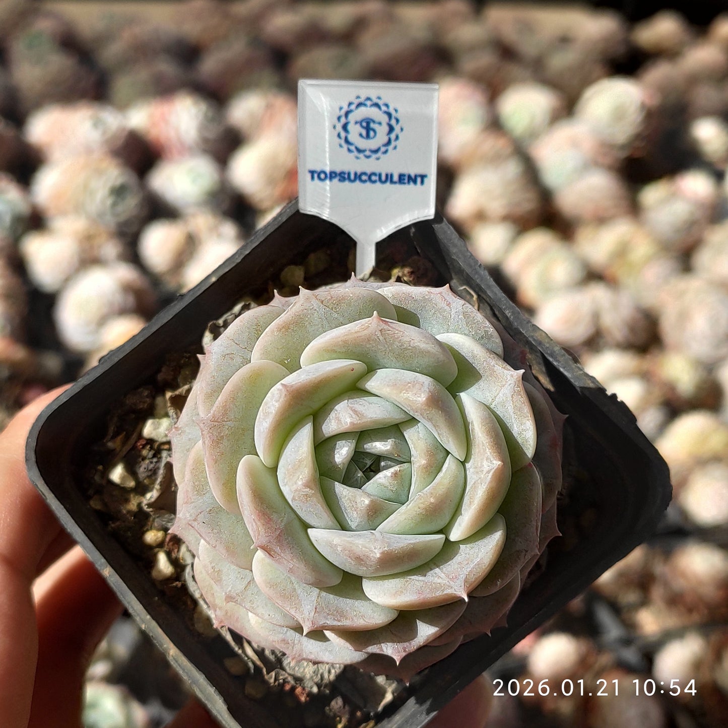 13560 Echeveria White Mist (7cm pot size)
