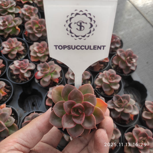 11476 Echeveria Chocolate (5.5cm pot size)