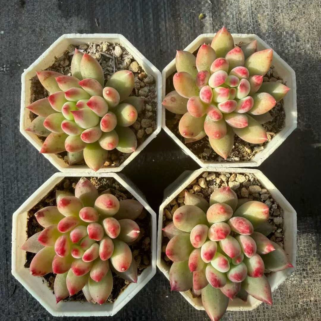 23616 Echeveria Corn Poppy (7cm pot size)