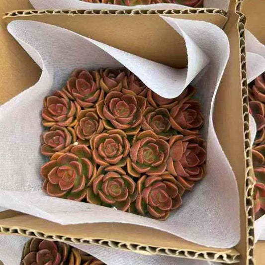 23399 Echeveria Chocolate (12cm pot size)