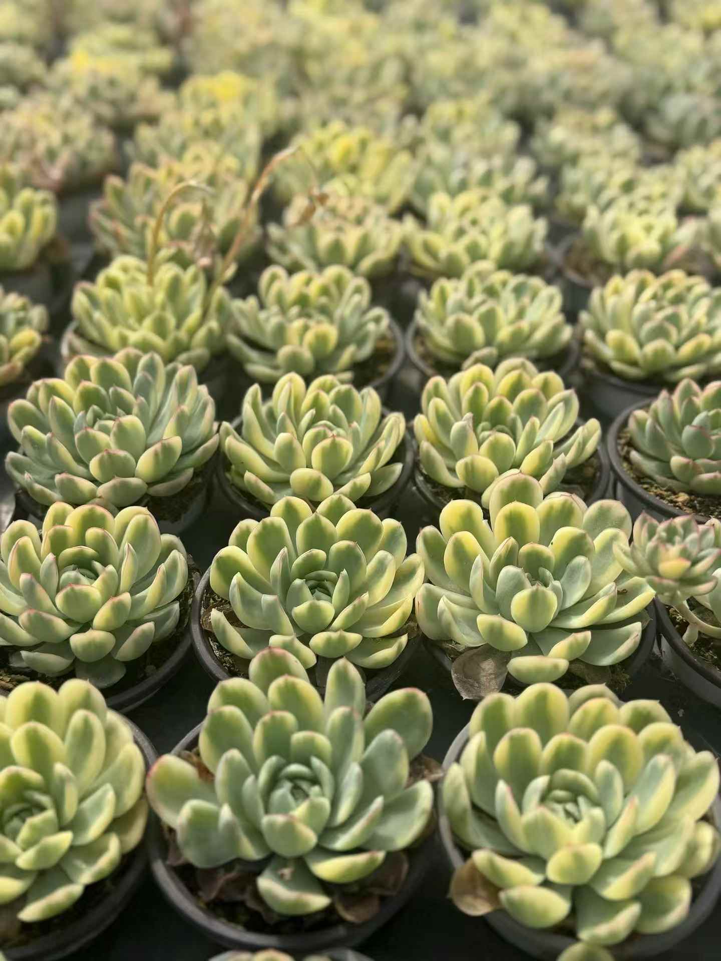 24670 Echeveria Strawberry Ice Variegated (9cm pot size)