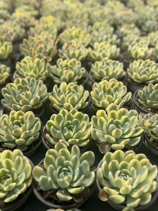24670 Echeveria Strawberry Ice Variegated (9cm pot size)
