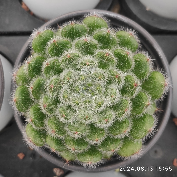 ZSM1008 Echeveria Golden Fruit