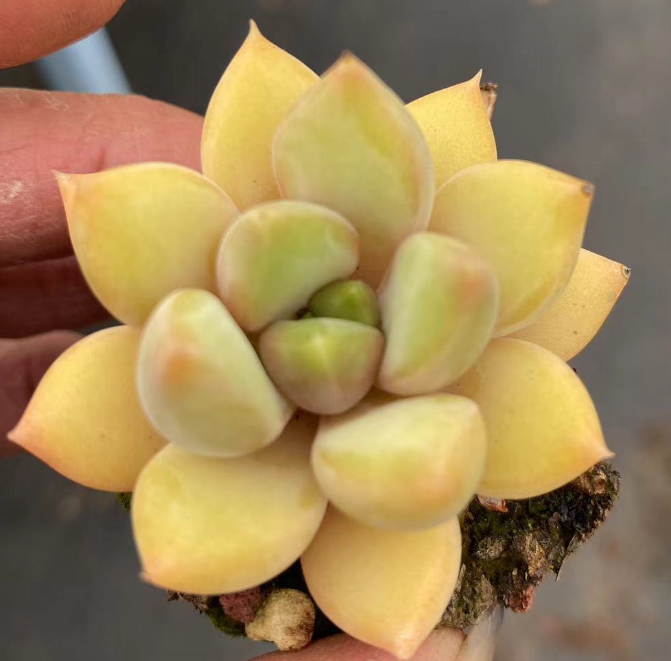 DWZ138 Echeveria Gold Ivory