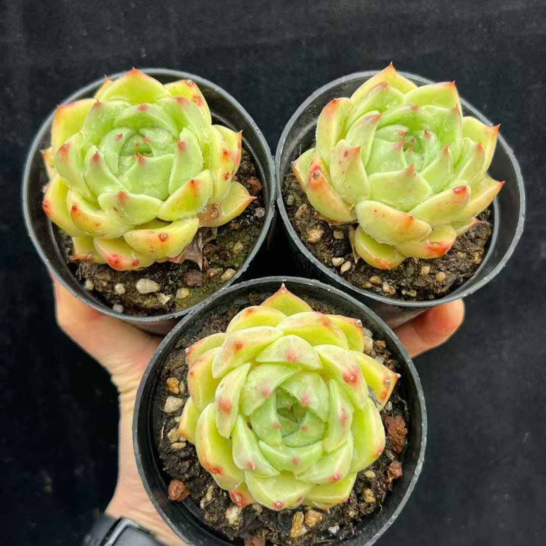 22819 Echeveria Kingfisher (9cm pot size)