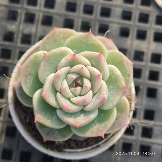 T0533 Echeveria Red Velvet (6cm pot size)
