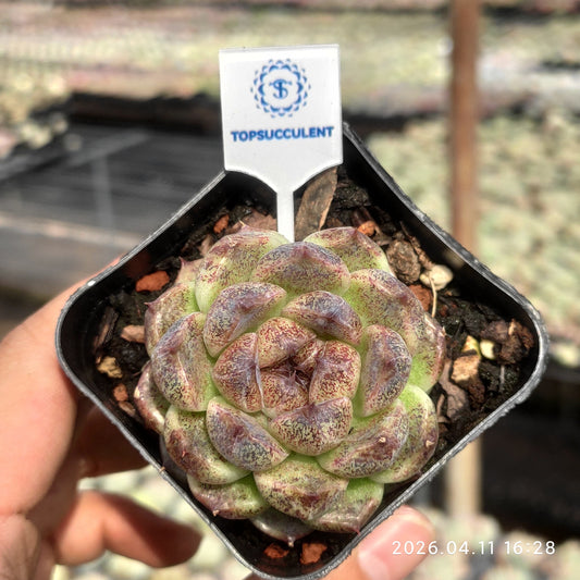 25660 Echeveria Black Chocolate (6.5cm pot size)