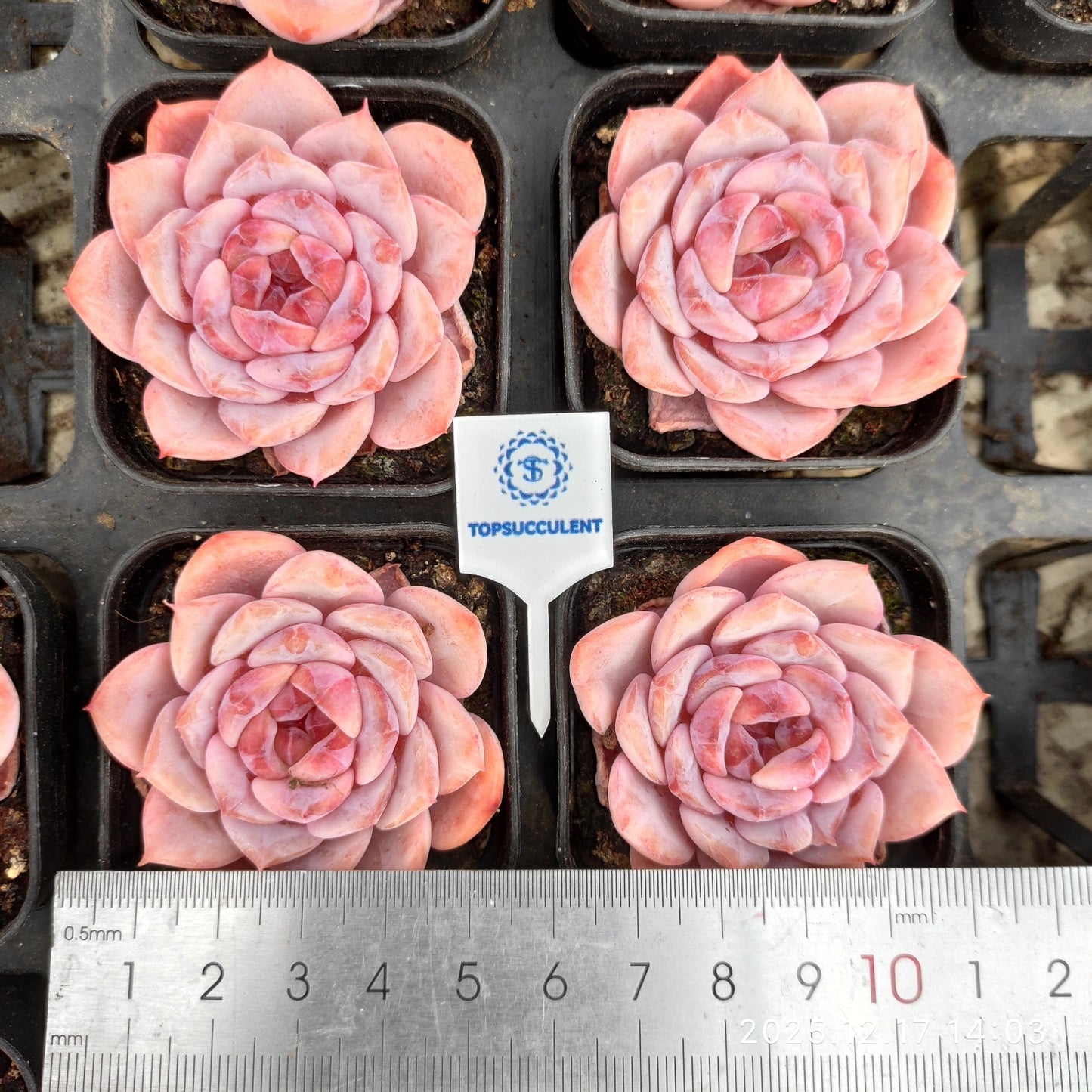 23770 Echeveria Elly Queen Hyb (5.5cm pot size)