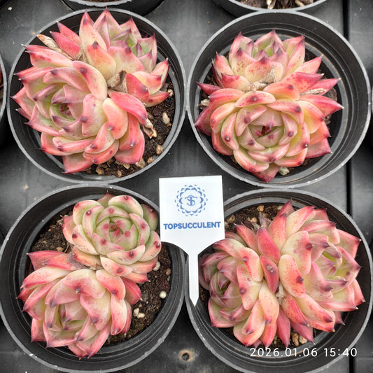 24408 Echeveria Purola (9cm pot size)