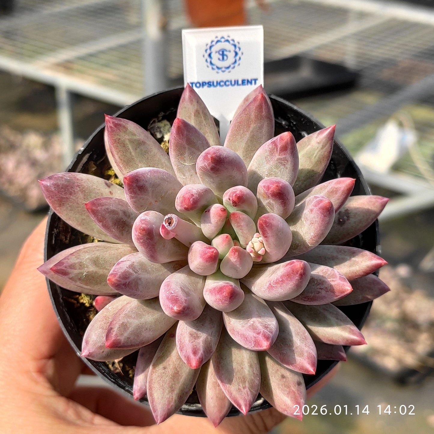 19241 Echeveria Cherries (9cm pot size)