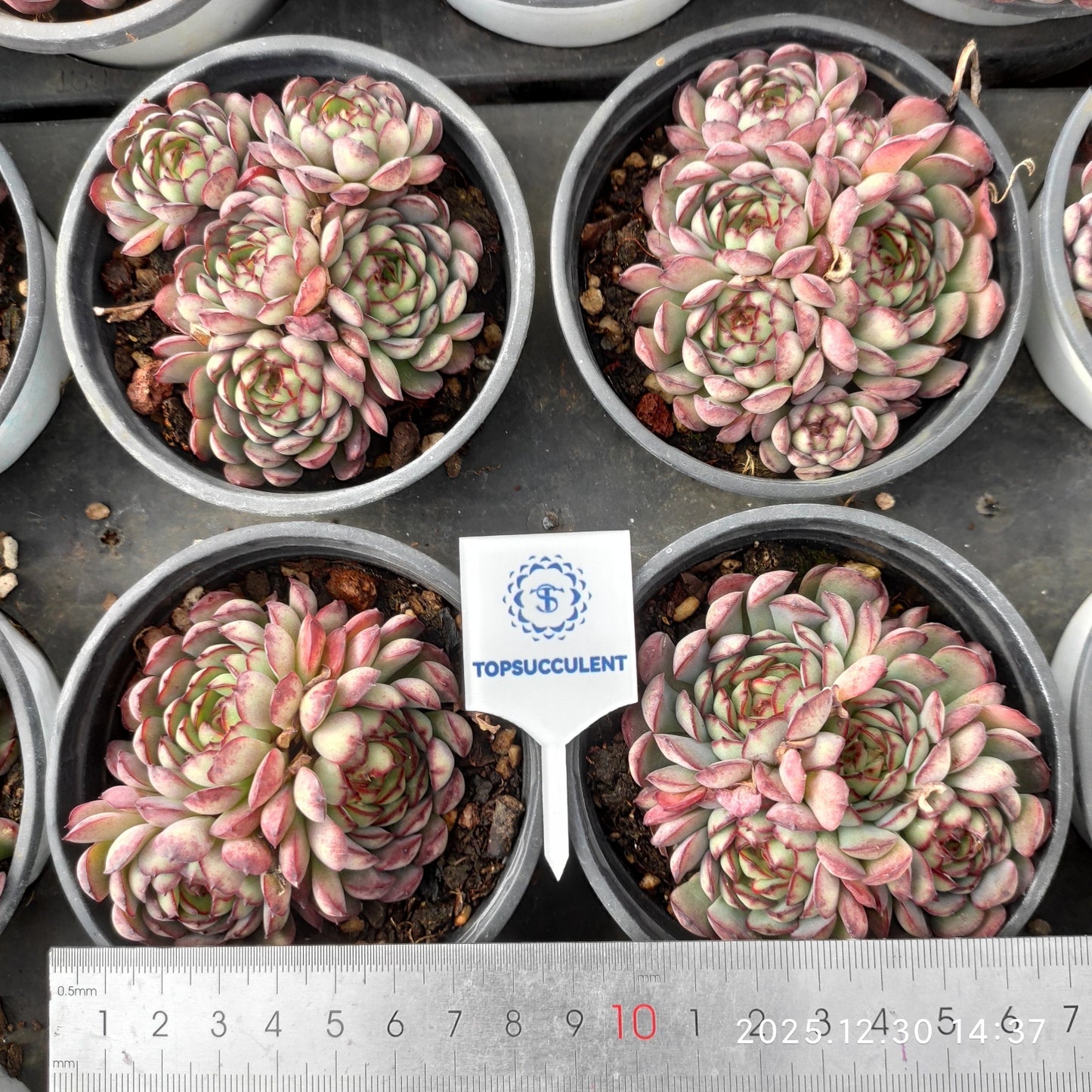 24122 Echeveria Dream Rose (9cm pot size)