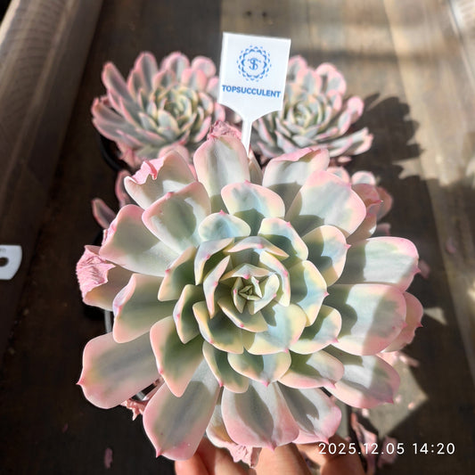 22097 Echeveria Imbricata Variegated (18cm pot size)