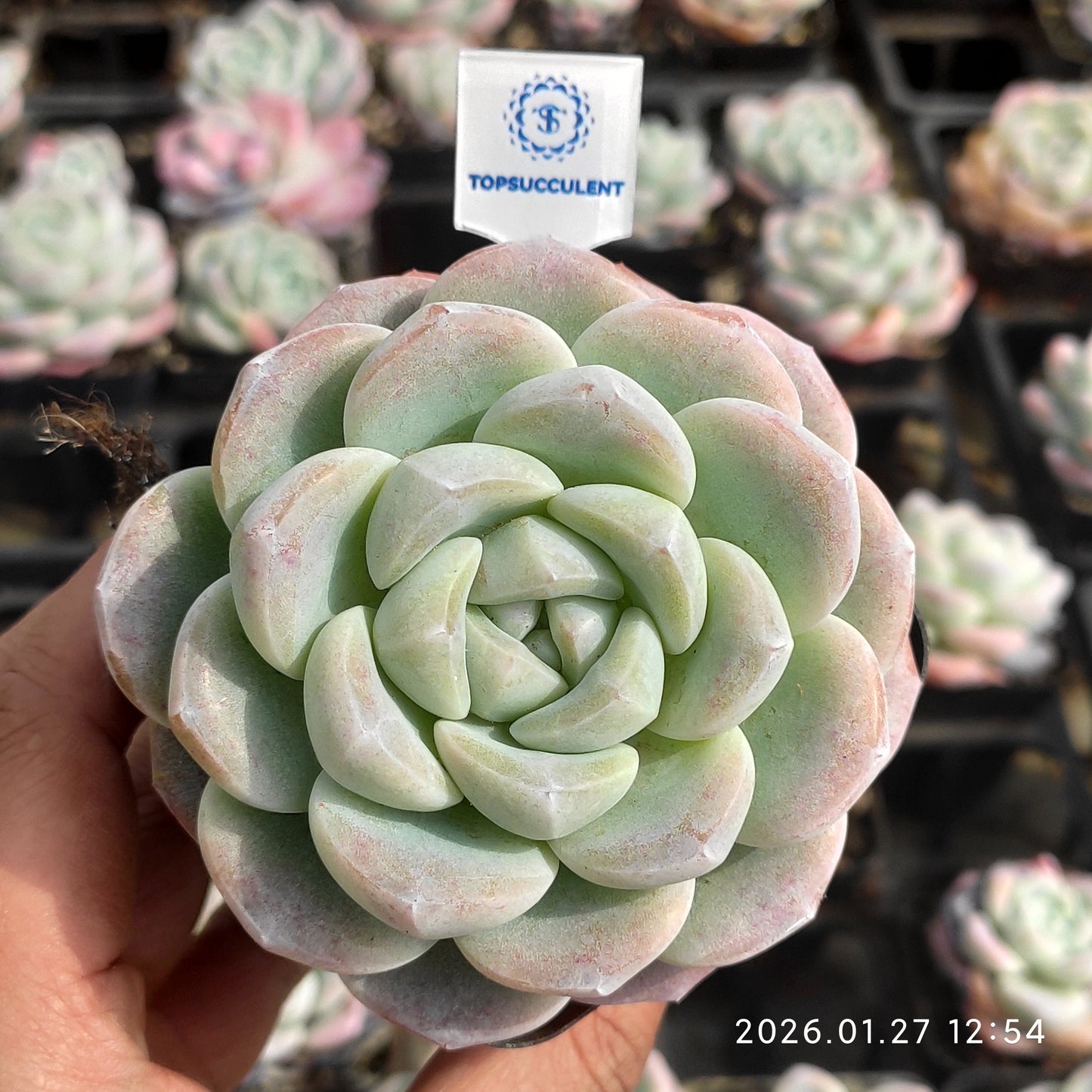 18817 Echeveria Ice Green (7cm pot size)