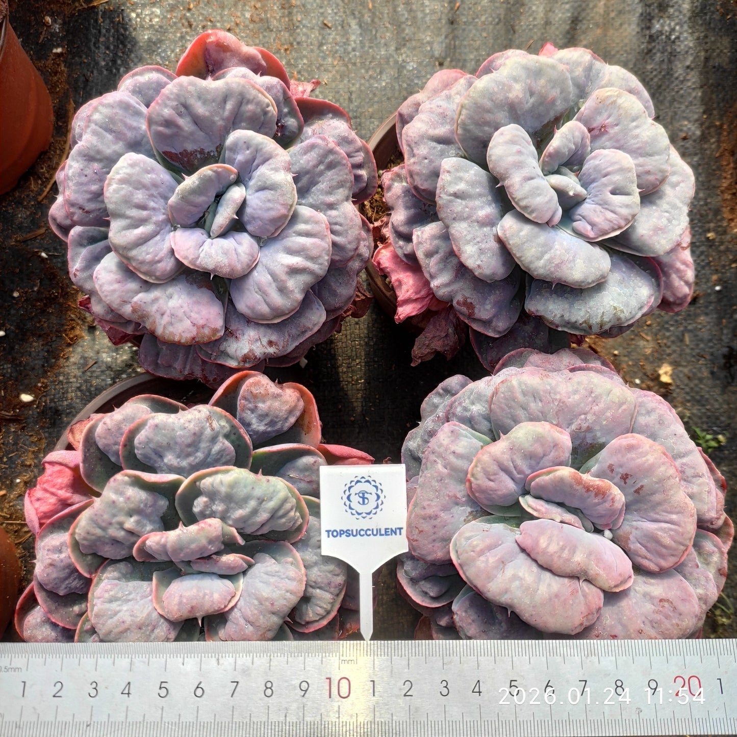 21676 Echeveria Heart Delight (12cm pot size)