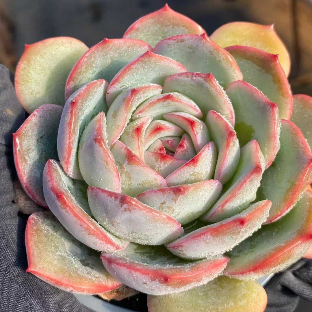 24789 Echeveria Strawberry Candy (9cm pot size)