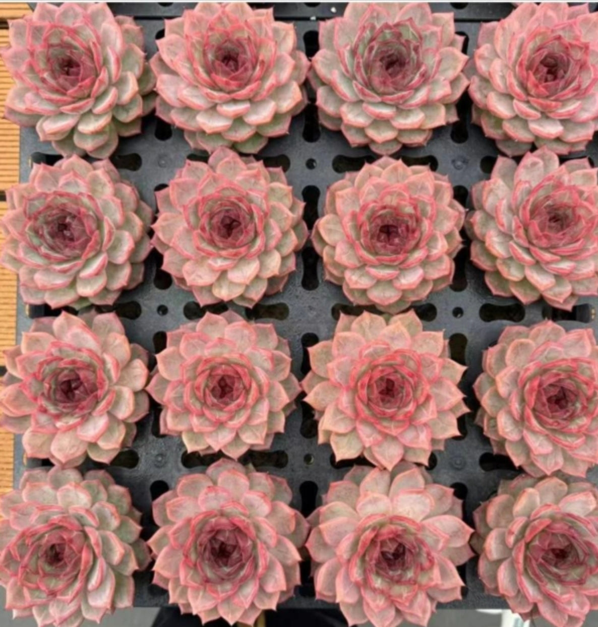 21130 Echeveria Sakuragi (10cm pot size)