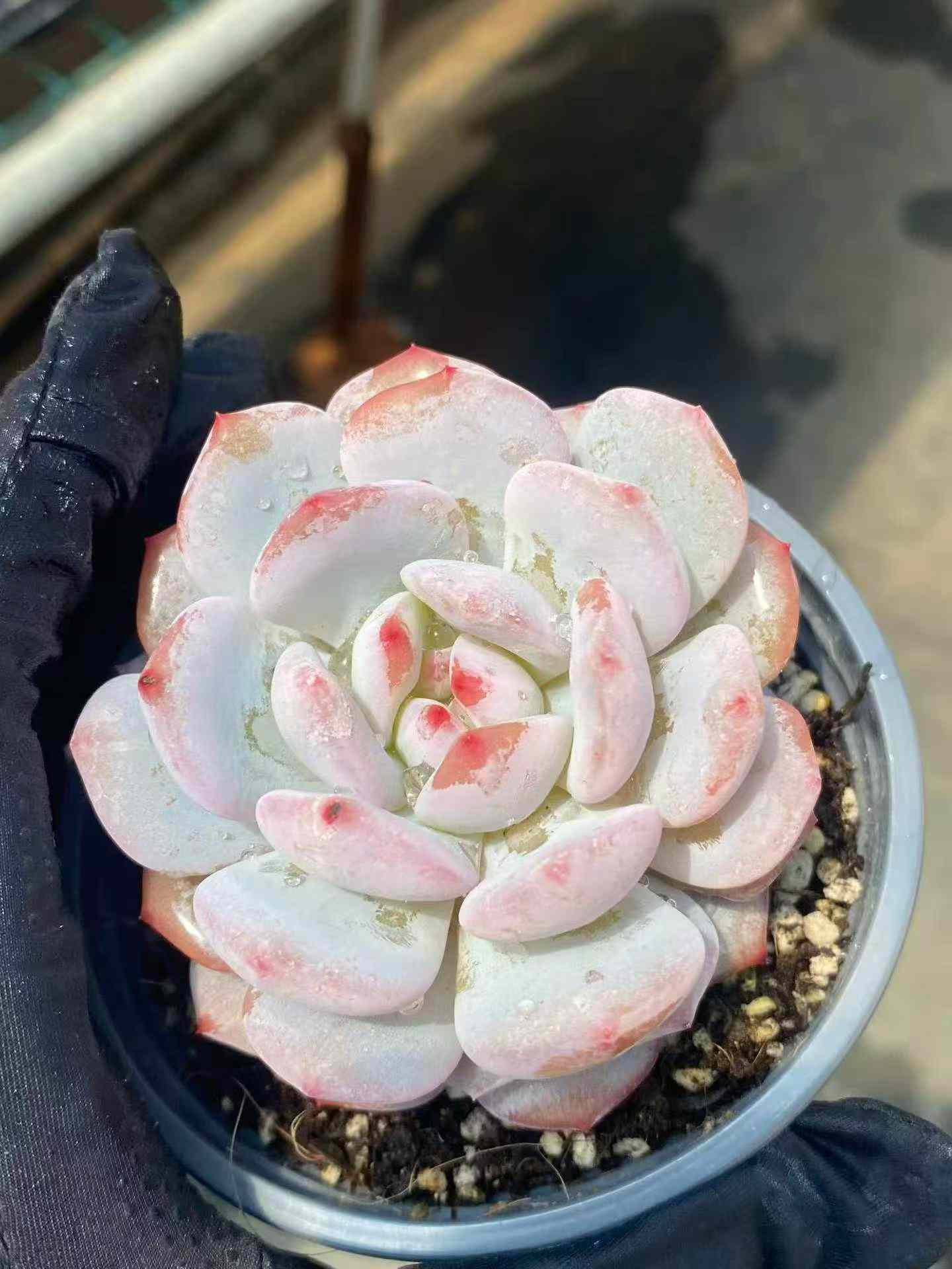 6783 Echeveria Jade Monroe (9cm pot size)