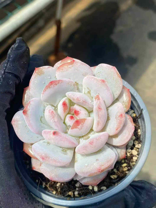 6783 Echeveria Jade Monroe (9cm pot size)