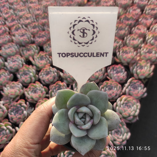 2644 Echeveria German Champagne (5.5cm pot size)