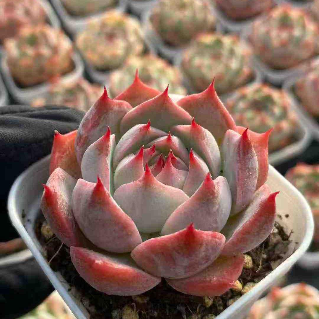 22740 Echeveria Chihuahuaensis Hyb (5.5cm pot size)