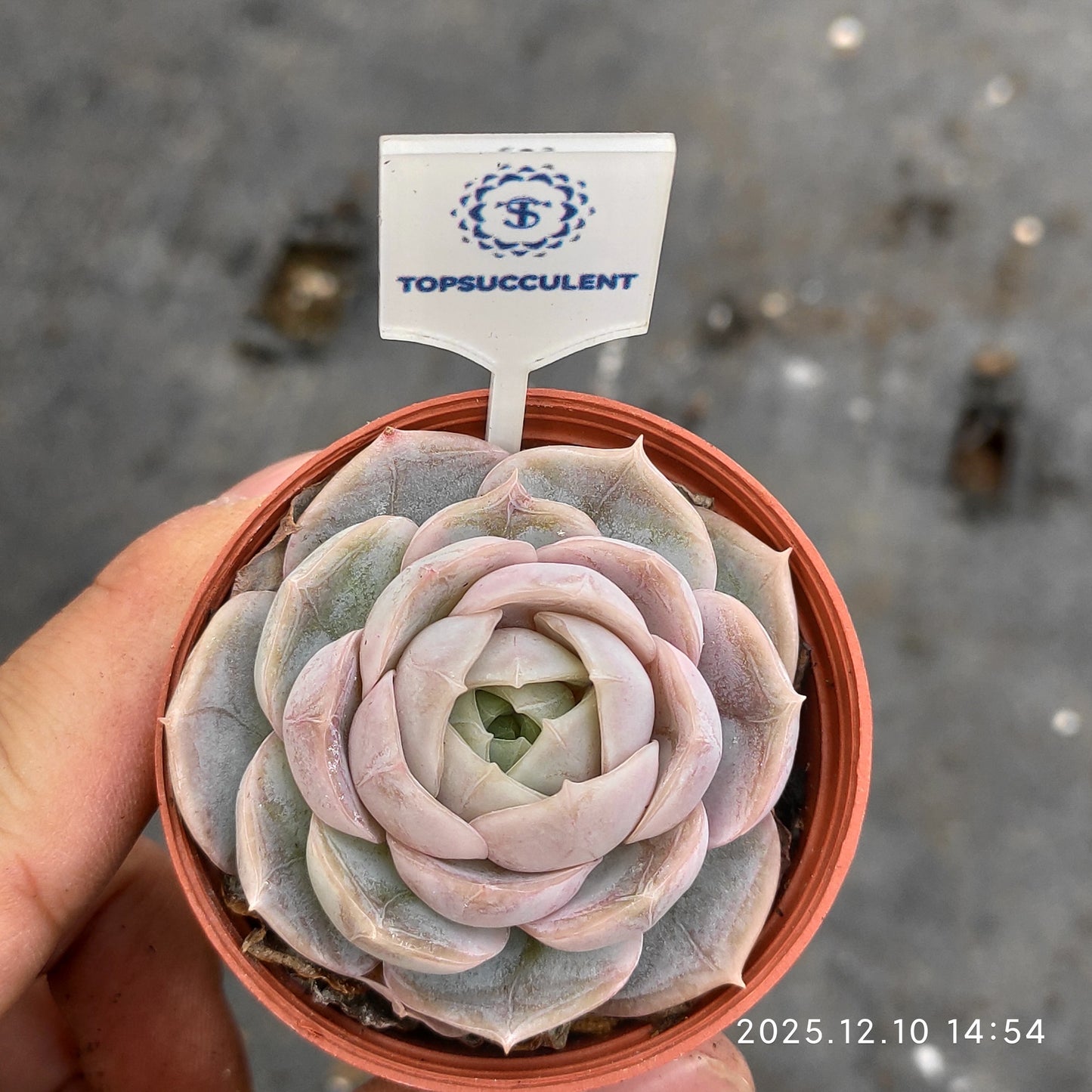 23343 Echeveria Blue Surprise (5.5cm pot size)