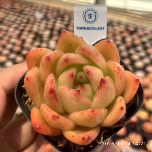 80520 Echeveria Encore (6.5cm pot size)
