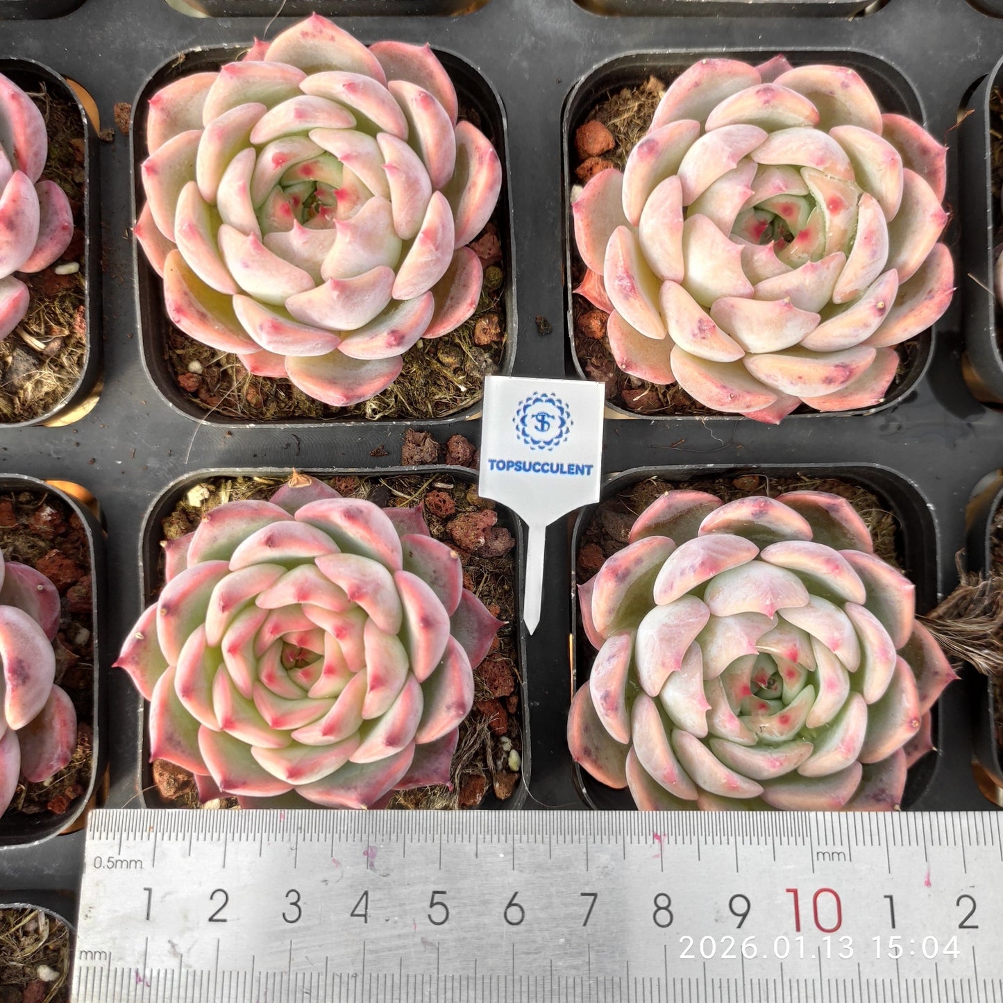 18356 Echeveria Colorata Hyb (6.5cm pot size)