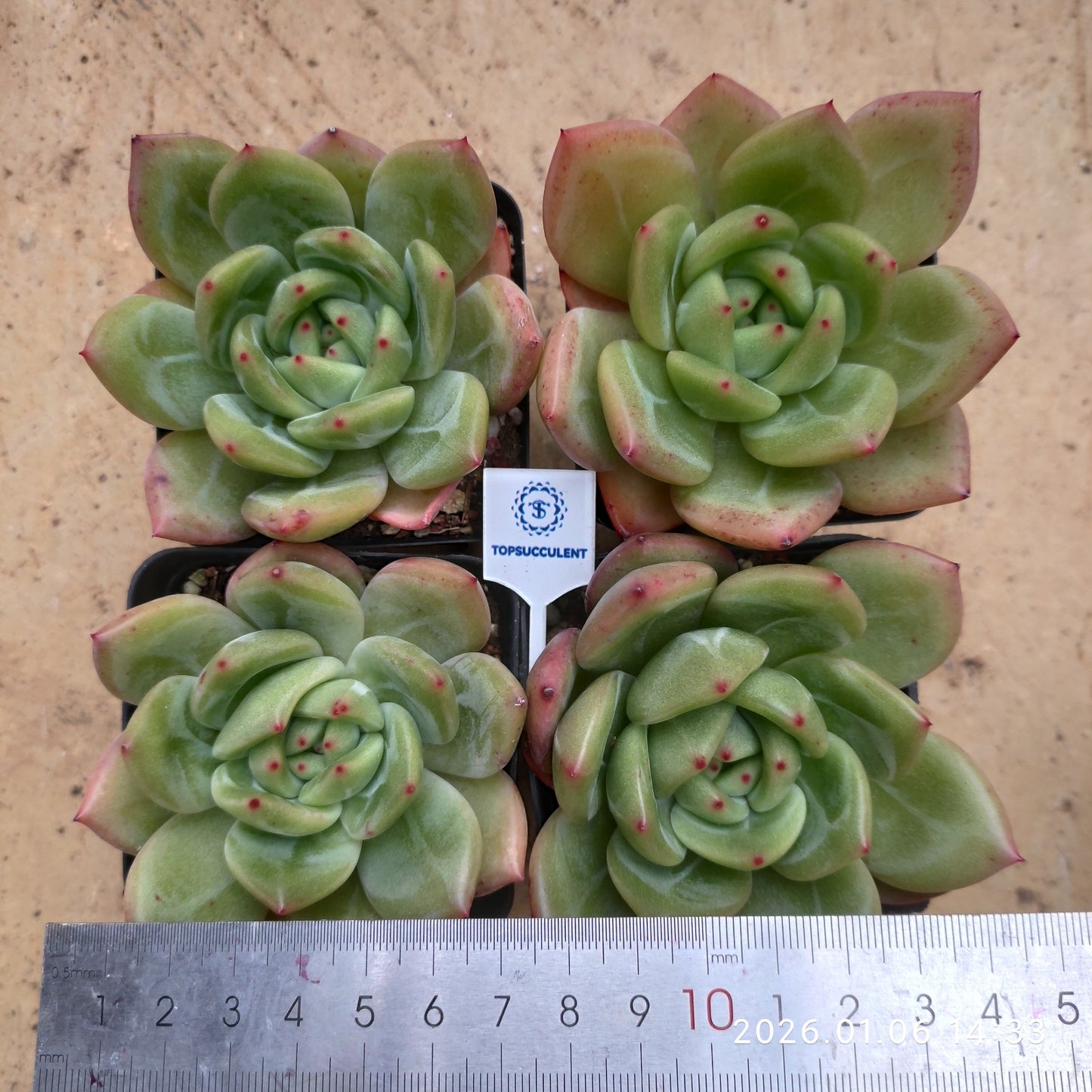 20761 Echeveria Rainbow Dragon (7cm pot size)