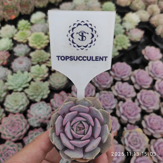 17133 Echeveria Pink Butterfly (5.5cm pot size)