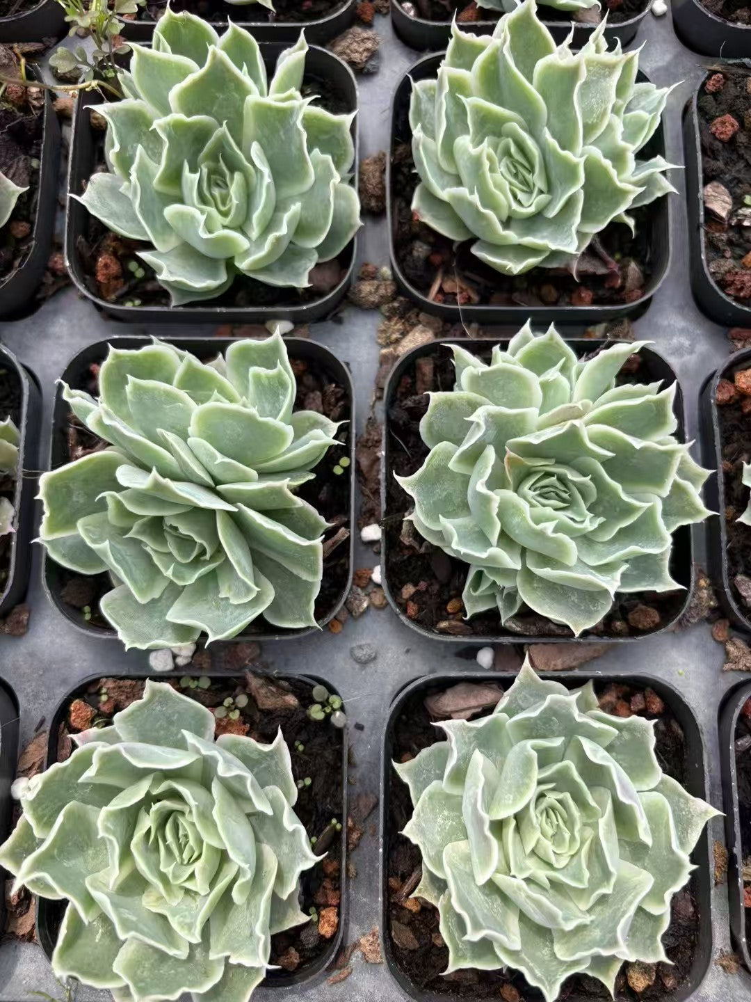 26649 Echeveria Simulance (6.5cm pot size)