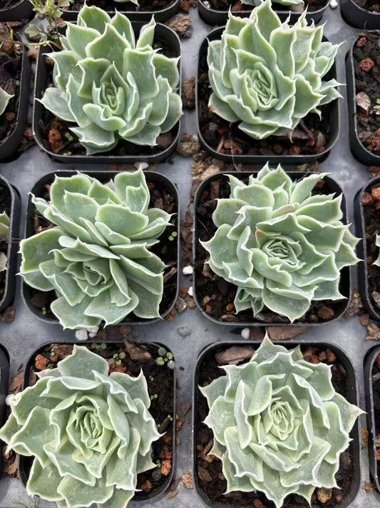 26649 Echeveria Simulance (6.5cm pot size)