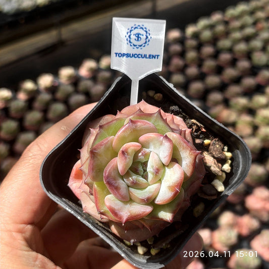 361471 Echeveria Peony Elegance (6.5cm pot size)